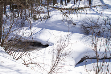 Animal Footprints In The Snow In Riva Di Tures