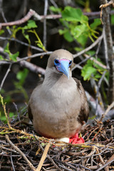Red-footed booby (Sula sula) sitting on a nest