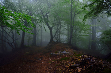 LA foresta nella nebbia