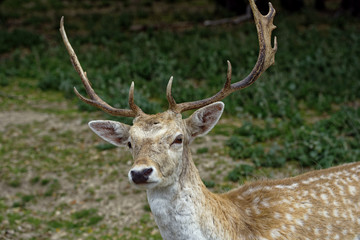 Naklejka na ściany i meble Closeup of Fallow Deer buck