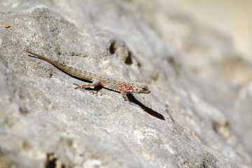 Geckobia mites parasites sucking a blood from gecko skin - Oman