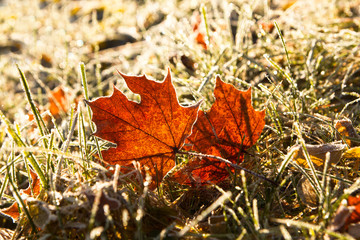Herbst, Herbstblätter, Raureif, Frost, Winter