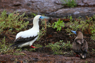 Red-footed Booby (Sula sula) with a stick in its beak