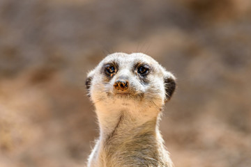Meerkat or Suricate (Suricata Suricatta) in Africa