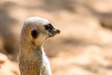 Fototapeta premium Meerkat or Suricate (Suricata Suricatta) in Africa