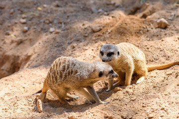 Meerkat or Suricate (Suricata Suricatta) in Africa