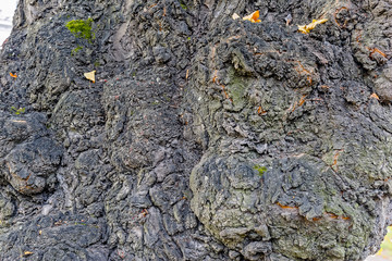 Lime tree bark