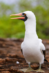 Naklejka premium Nazca Booby on Genovesa Island, Galapagos National Park, Ecuador