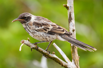 Galapagos Mockingbird on Genovesa Island, Galapagos National Par