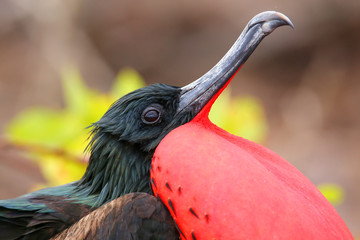 Naklejka premium Portrait of male Great Frigatebird