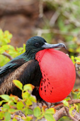 Male Great Frigatebird on Genovesa Island, Galapagos National Pa