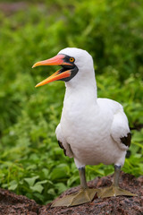 Nazca Booby on Genovesa Island, Galapagos National Park, Ecuador