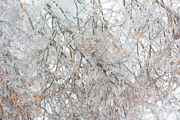 Frozen in the ice tree branches. Frozen tree branch in winter.