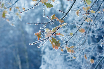 Frozen in the ice tree branches. Frozen tree branch in winter.