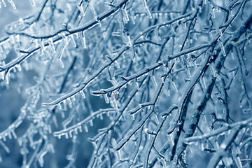 Frozen in the ice tree branches. Frozen tree branch in winter.