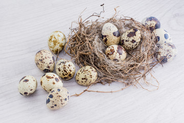 Obraz premium Перепелиные яйца в птичьем гнезде и на деревянном столе