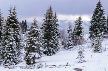 Fototapety  Jodły pod śniegiem na wzgórzu za ogrodzeniem. Zimowy krajobraz.