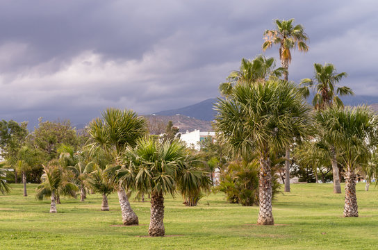 Palmeras en el parque de M. Zambrano, V&eacute;lez-M&aacute;laga