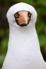 Portrait of Nazca Booby (Sula granti)
