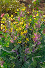 Fototapeta na wymiar Flowering ornamental kale
