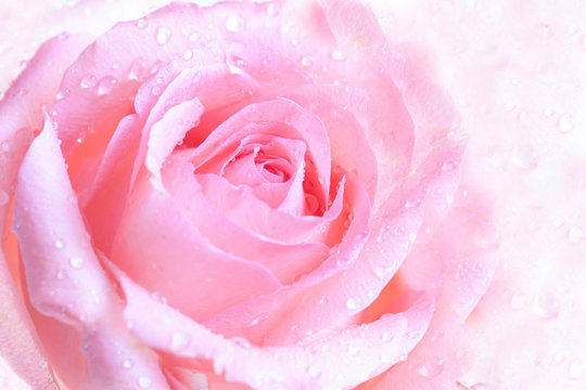 Floral wallpaper, beautiful pink rose with drops