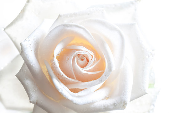 Beautiful white rose with drops, Floral wallpaper with soft light effect
