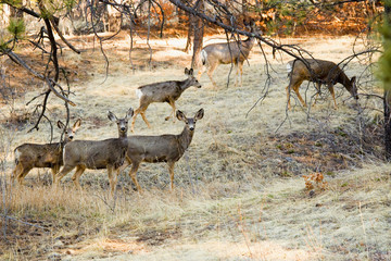 Mule Deer Does