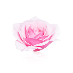 Soft Rose Isolated on White