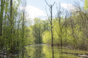 Obraz premium Forest in springtime during inundation