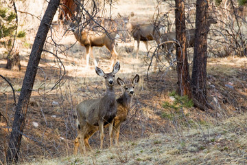 Mule Deer Does
