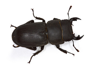 lesser stag beetle Dorcus parallelipipedus from Europe