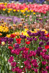 Fototapeta premium Colorful Tulip Flowers