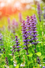 Fototapeta premium blue flowers Clary Sage (Salvia sclarea) and green grass with drops dew, close up, on the meadow in morning. Picturesque spring scene. used as background