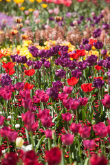 Obraz premium Colorful Tulip Flowers