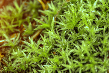 nature texture of moss with dew. Common Hair Cap Moss - Star Moss. nature background. macro. small depth of field