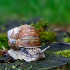Burgundy snail (Helix, Roman snail, edible snail, escargot)  on the surface of old stump with moss in a natural environment. Green moss and mold growing on the old tree trunk. macro. 