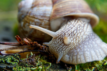 Burgundy snail (Helix, Roman snail, edible snail, escargot)  on the surface of old stump with moss in a natural environment. Green moss and mold growing on the old tree trunk. macro.