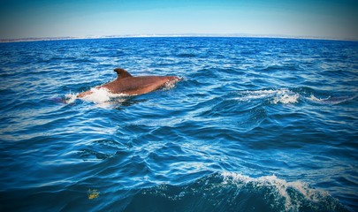 Whale, dolfin, shark wathing © defpics