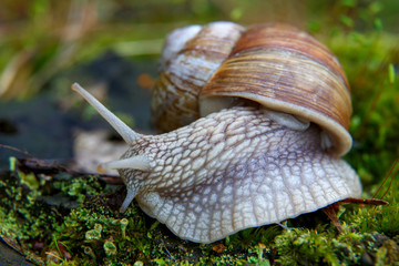 Burgundy snail (Helix, Roman snail, edible snail, escargot)  on the surface of old stump with moss in a natural environment. Green moss and mold growing on the old tree trunk. macro. 