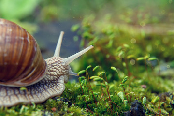 Burgundy snail (Helix, Roman snail, edible snail, escargot)  on the surface of old stump with moss in a natural environment. Green moss and mold growing on the old tree trunk. macro. 