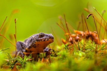 Male Alpine Newt Walking through a Field of Moss