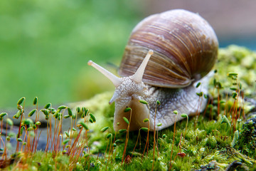 Burgundy snail (Helix, Roman snail, edible snail, escargot)  on the surface of old stump with moss...