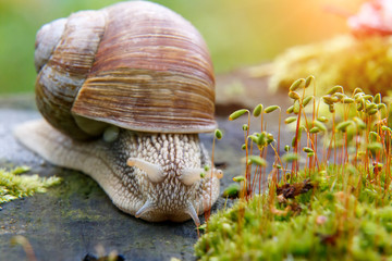 Burgundy snail (Helix, Roman snail, edible snail, escargot)  on the surface of old stump with moss in a natural environment. Green moss and mold growing on the old tree trunk. macro. 