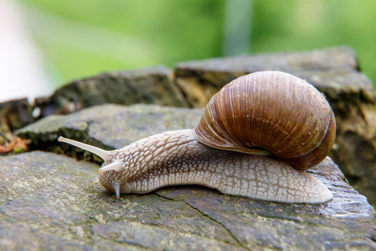 a Snail in the natural environment. macro. close up nature image