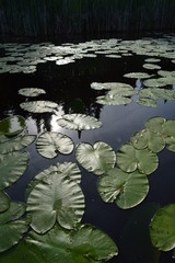 LillyPads00001