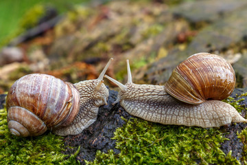 a snail in the forest. on the moss-grown tree trunk. macro. close up nature image