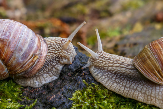 a snail in the forest. on the moss-grown tree trunk. macro. close up nature image