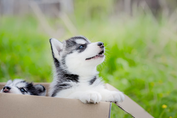 husky puppy gets out of the box. summer. little dog.