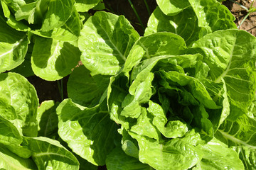 Fototapeta na wymiar heart of a lettuce from the garden