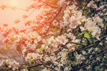 Obraz na płótnie Canvas Blooming apple tree in spring time. close up. small depth of field. soft selective filter. instagram toning effect 